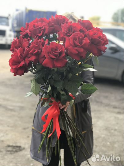 Розы софи лорен/французская роза