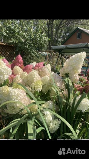 Гортензия метельчатая взрослые кусты