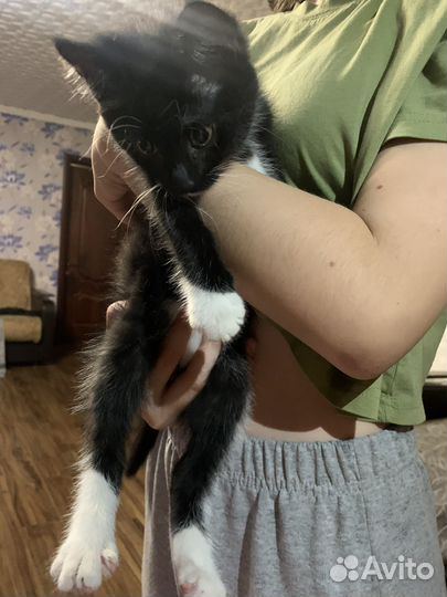 Кошечка лапка мейн кун ищет дом