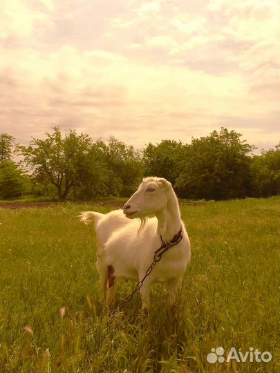 Козлята ламанча,бараны