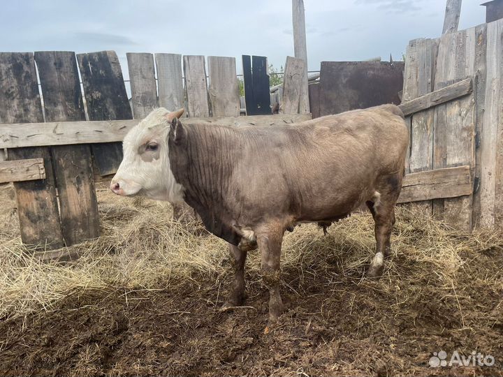 Бычки на мясо