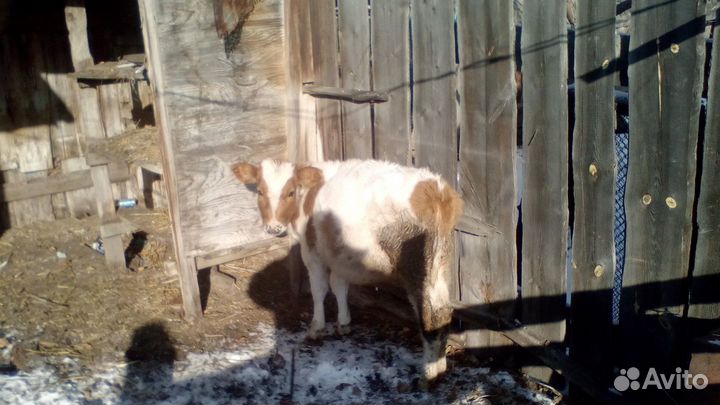Продам телочку