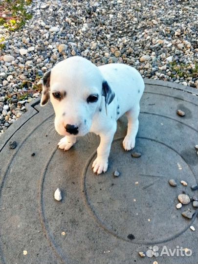 Щенки долматинца