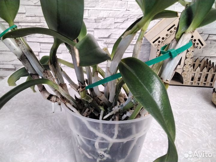 Орхидея каттлея