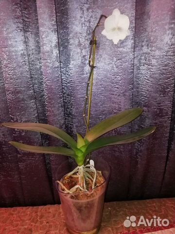 Орхидея Бель Бурятия объявление продам