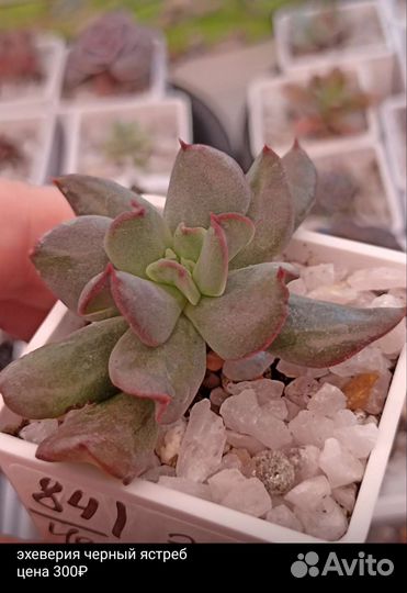 Суккуленты