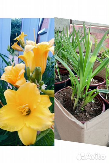 Многолетние садовые растения