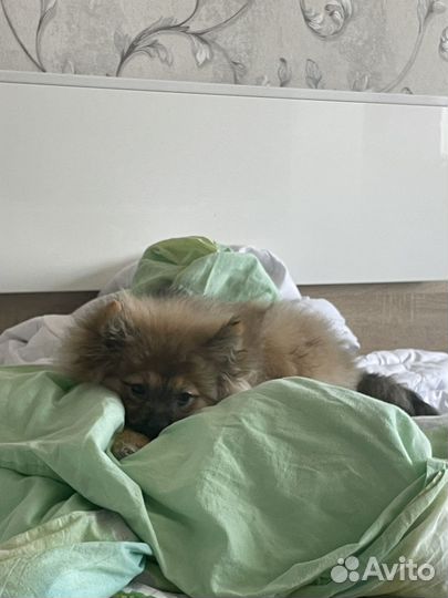 Шпиц немецкий маленький