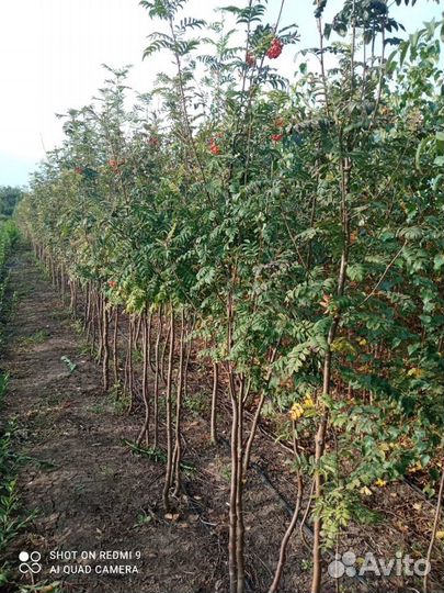 Бирючина,Барбарис,Шефердия,Жасмин,Снежноягодник