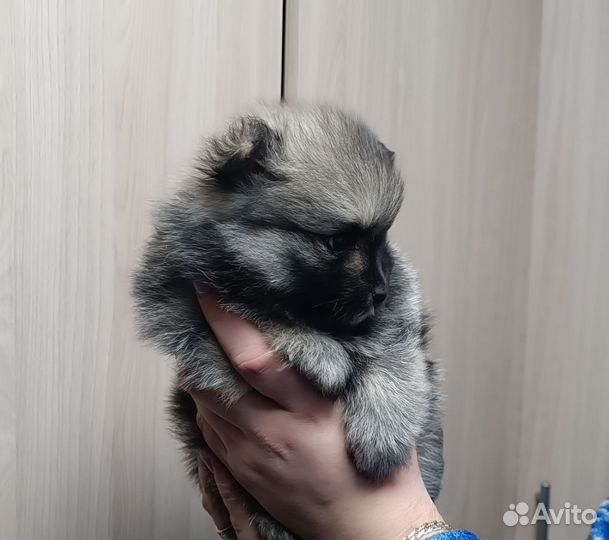 Щенки шпица