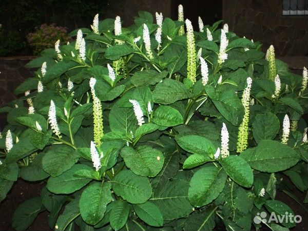 Многолетник Лаконос ягодный (фитолакка)