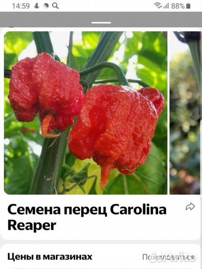 Семена острого перца Carolina Reaper