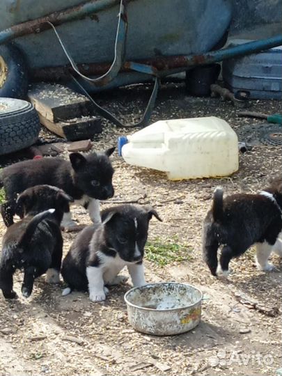 Щенки
