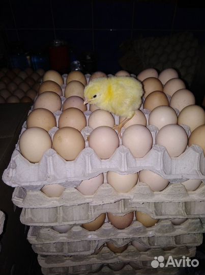 Продаю инкубационное яйцо