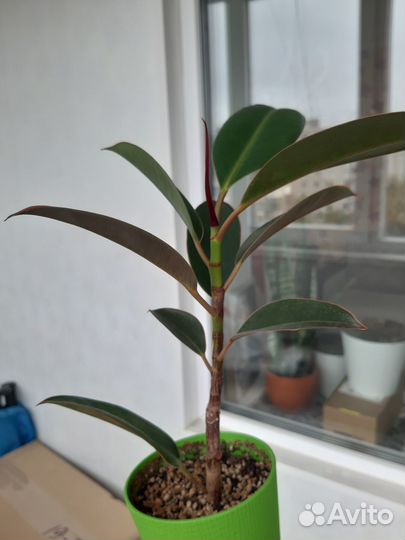 Фикус мелани