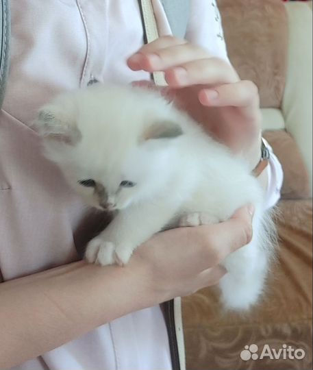 Котята Священной Бирмы