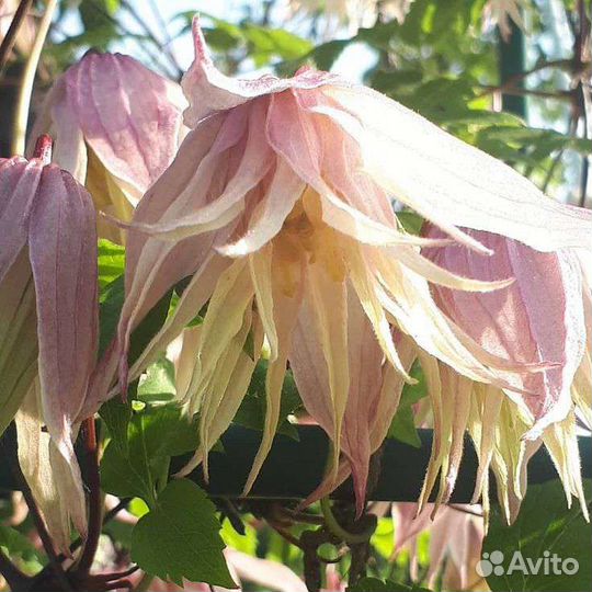 Клематис Маркхамс Пинк