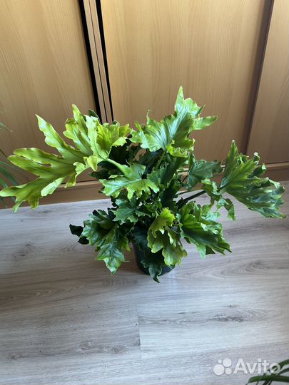 Филодендрон село