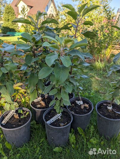 Яблоня колоновидная Камиха,Есения,Поэзия,Восторг