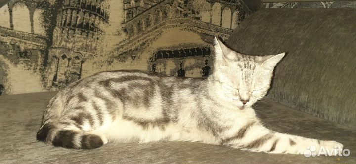 Британские котята