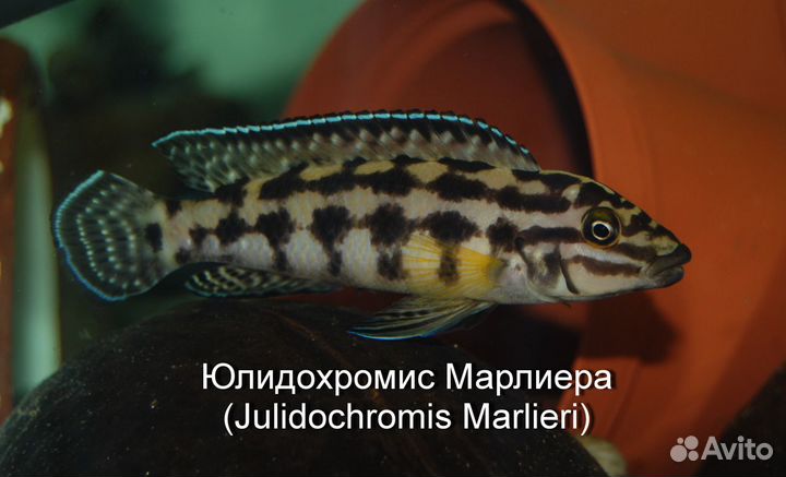 Рыбы цихлиды