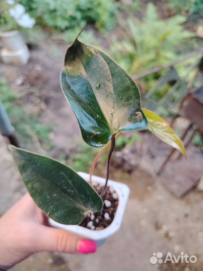Антуриум шоколад