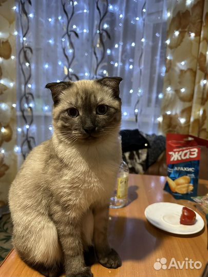 Тайский кот на вязку