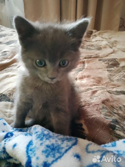 Помесь с британцем