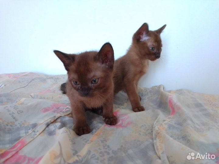 Бурманские европейские котята