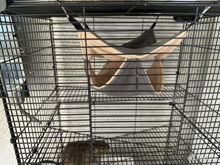 Белки Дегу с клеткой