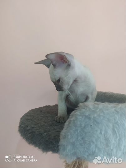 Котята сфинкс