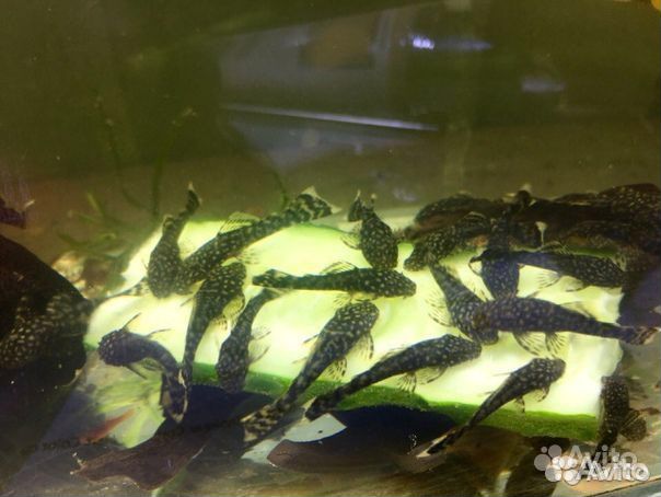 Хромис красавец пара.улитки,грунт