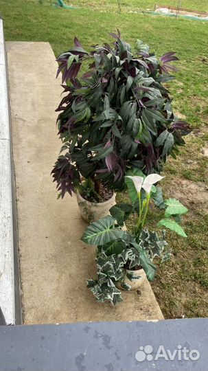 Большие цветы