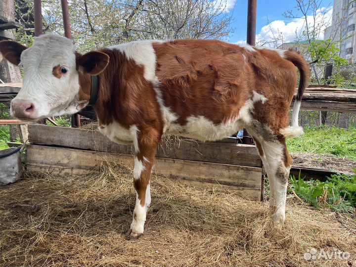 Продается телочка