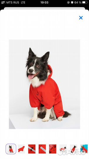Одежда для собак