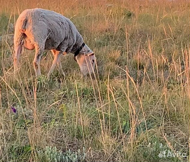 Овца Ташлинской породы 100% + ярка Ташл/Лакон