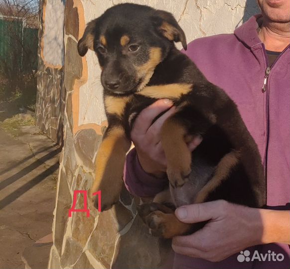 Собака в добрые руки