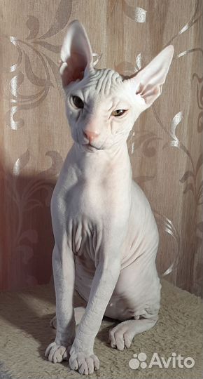 Котёнок сфинкс - флок