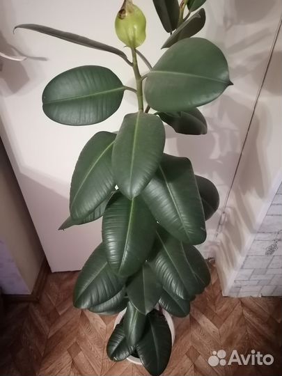 Фикус эластика