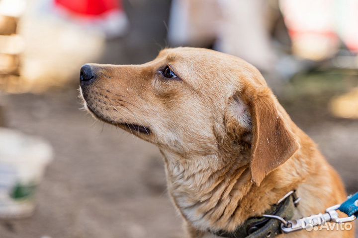 Рыжик - счастье в Ваш дом