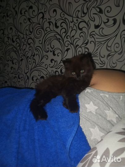 В добрые руки