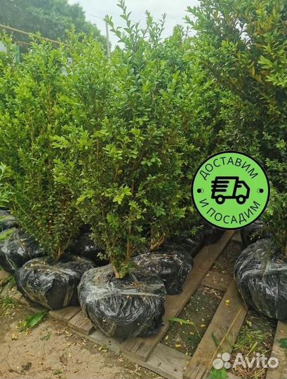 Самшит куст