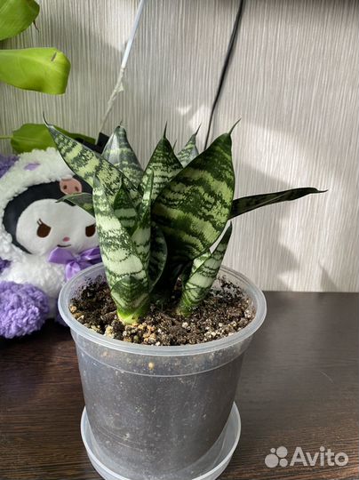 Сансиеверия ханни, сциндапсус пиктус треби