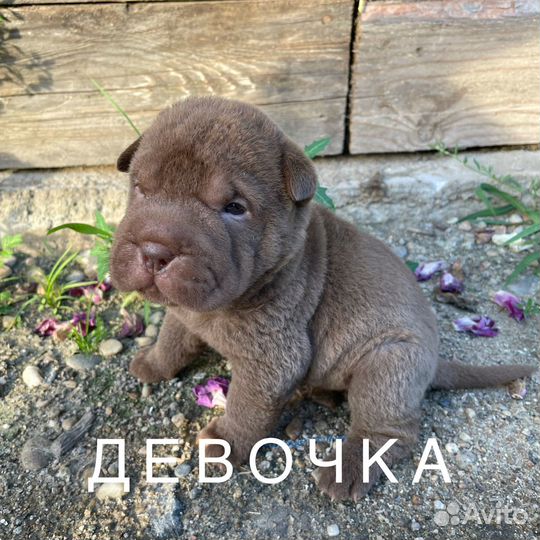 Собаки щенки шарпей