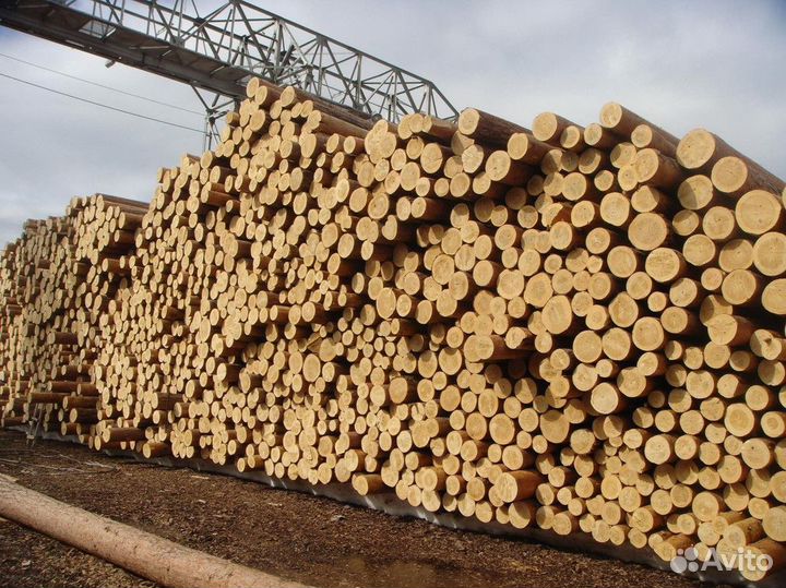 Купим - Еловый кругляк, объем 10000м3, в месяц