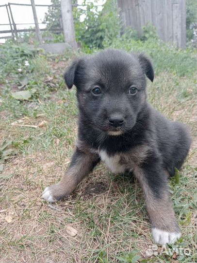 Бесплатно в добрые руки щенки