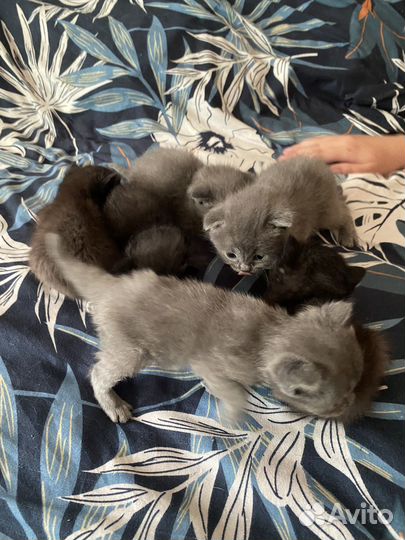 Котята британцы