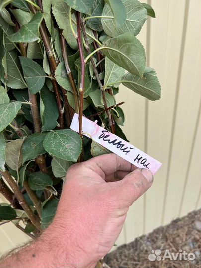 Саженцы яблони