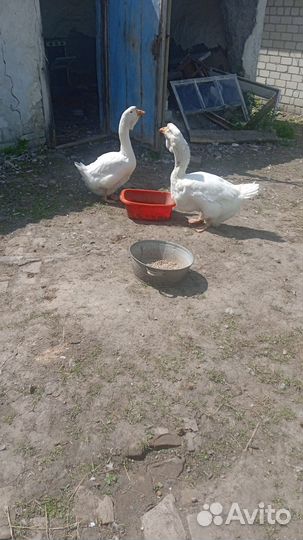 Гуси Холмогоры