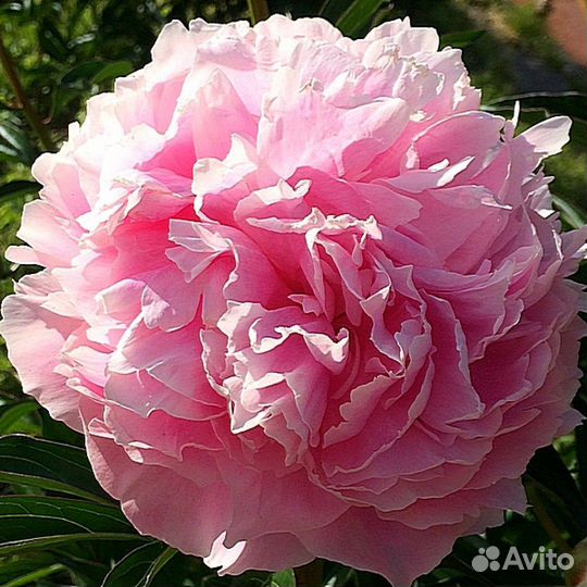 Пион Сара Бернар